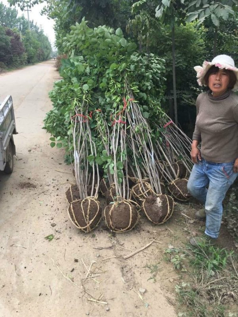 紫荆，常年批发供应，价格优惠基地大量销售