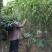 紫荆,常年批发供应,价格优惠基地大量销售
