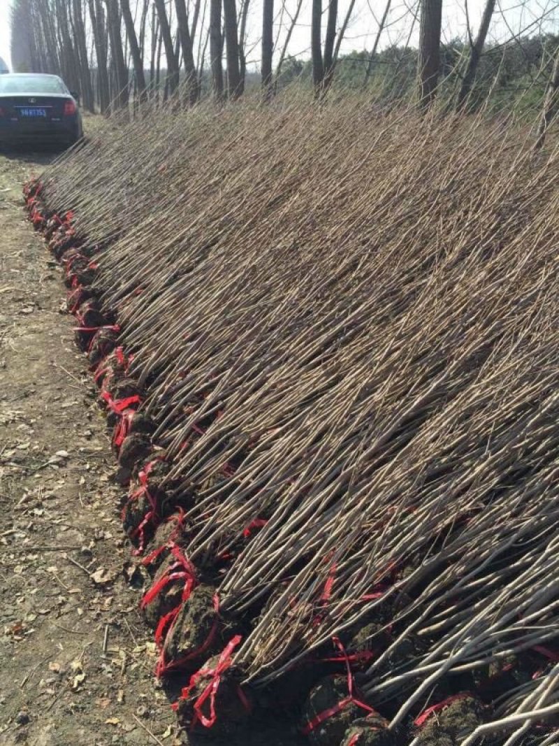 紫荆，常年批发供应，价格优惠基地大量销售