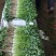 泰安精品大棚大叶香菜山东香菜专业供货团队走货省心便利