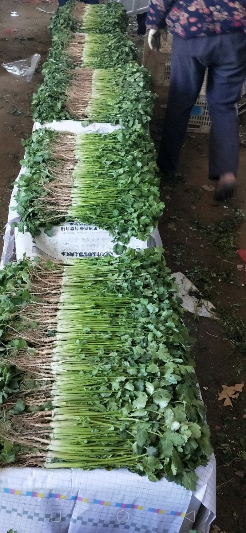 泰安精品大棚大叶香菜山东香菜专业供货团队走货省心便利