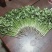 泰安精品大棚大叶香菜山东香菜专业供货团队走货省心便利