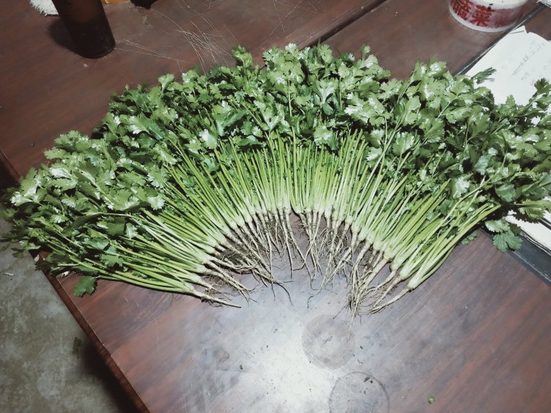 泰安精品大棚大叶香菜山东香菜专业供货团队走货省心便利