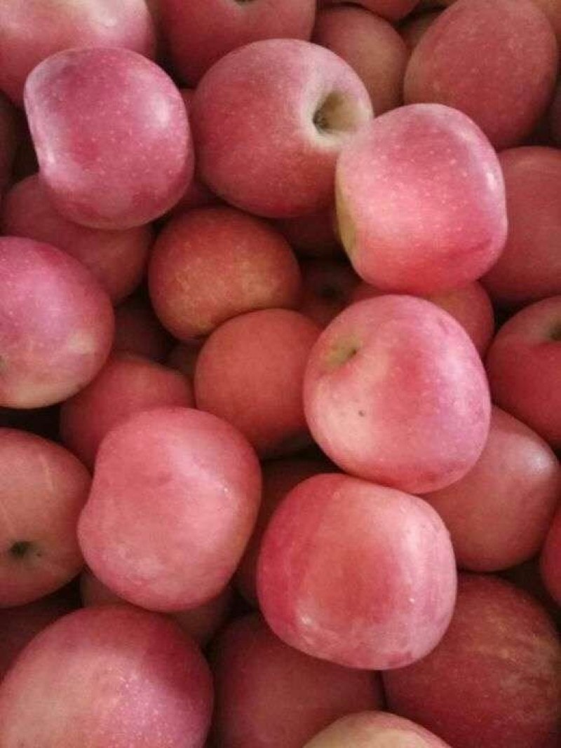山东冷库红富士苹果大量供应，颜色好，口感脆甜，保质保量