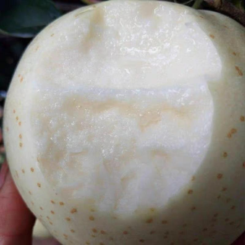 山东培育奶油富士苹果苗，独特奶香味苹果，抗寒苹果树苗