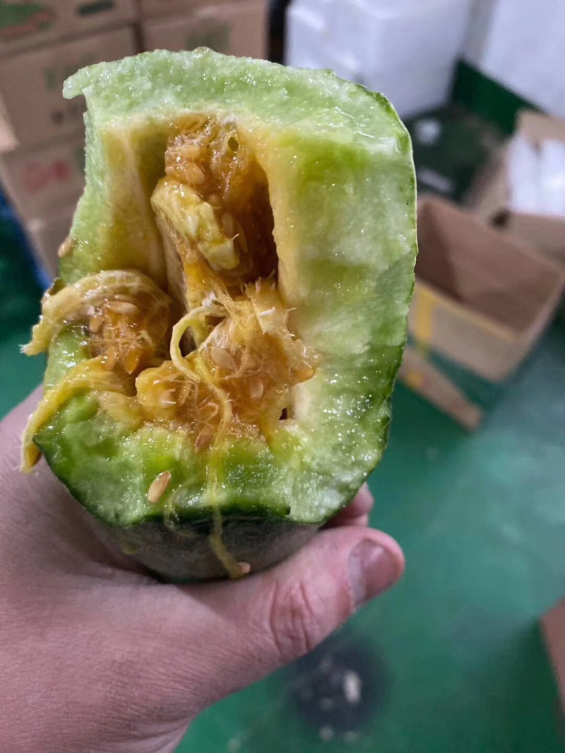 1羊角蜜山东潍坊羊角蜜大量鲜货供应脆甜可口