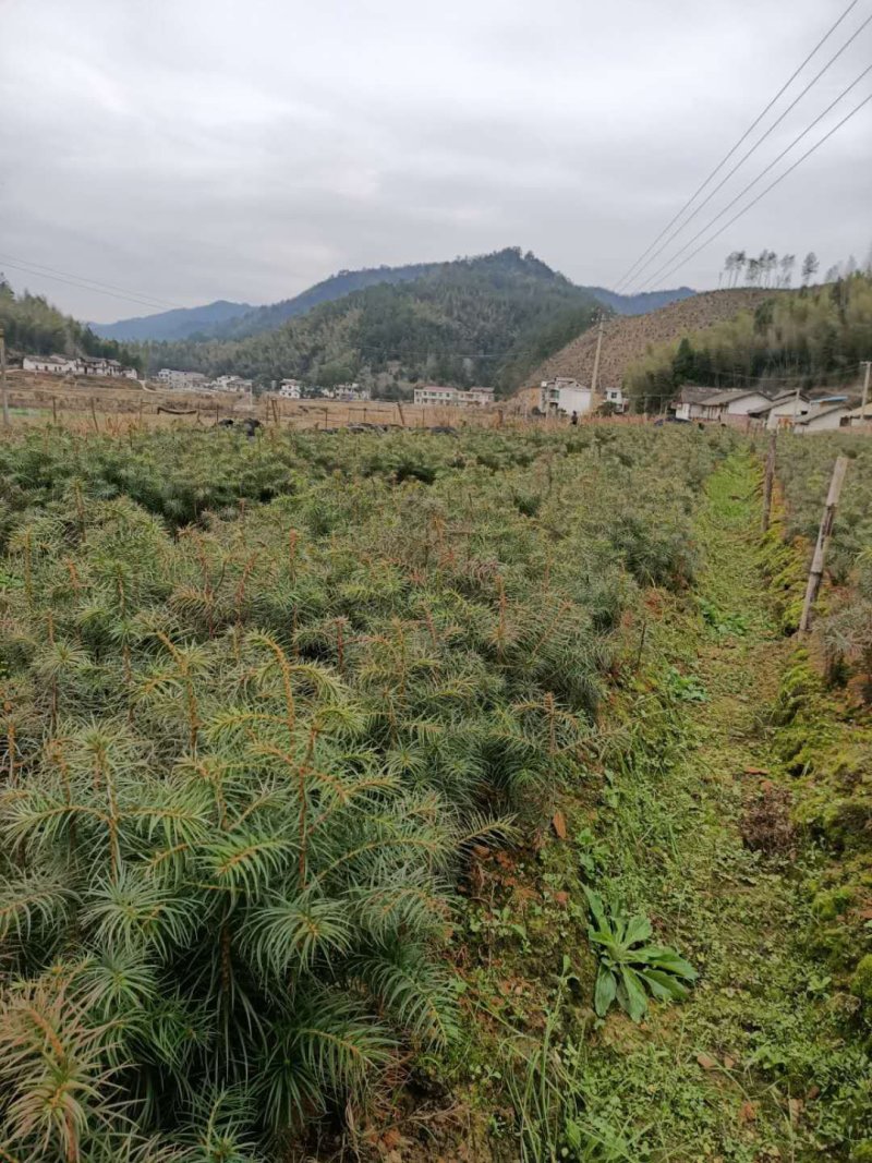 杉树苗