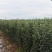 山东培育奶油富士苹果苗，独特奶香味苹果，抗寒苹果树苗