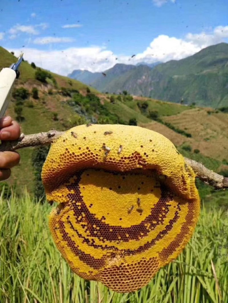 纯野生土蜂蜜，云南大山土蜂蜜，产地直发一件代发