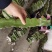 燕窝果嫁接苗燕窝果苗麒麟果苗嫁接苗
