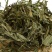 凤尾草，常年批发供应凤尾草中药材