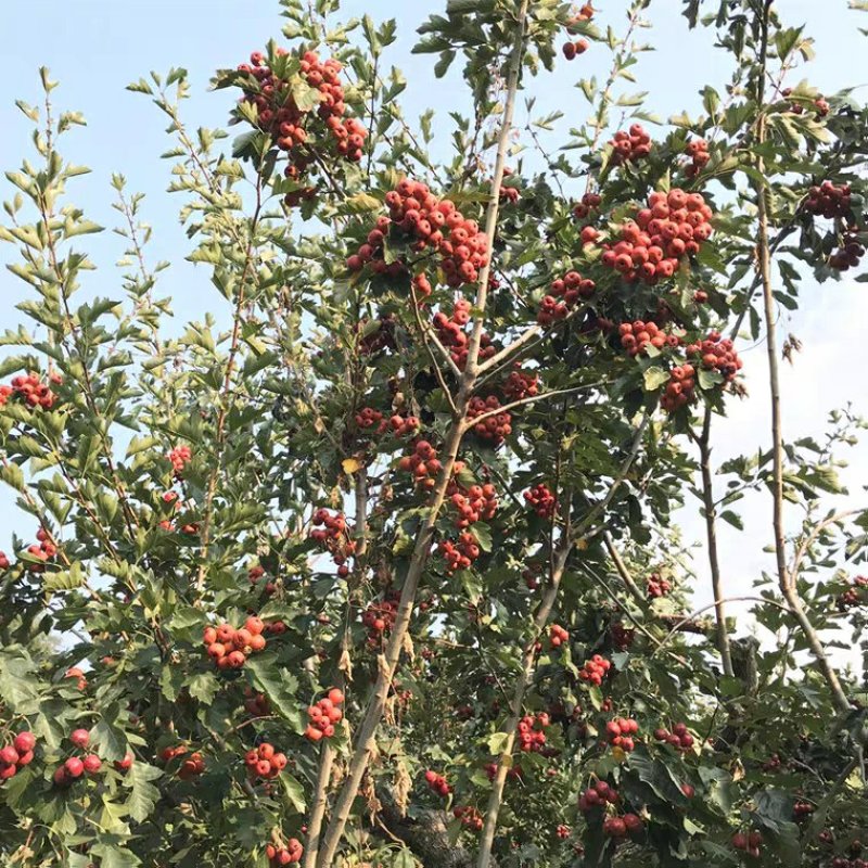 山楂苗，特大金星山楂苗，地栽盆栽当年结果，果苗甜山楂树