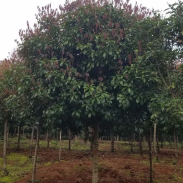 桂花5至7公分大量出售