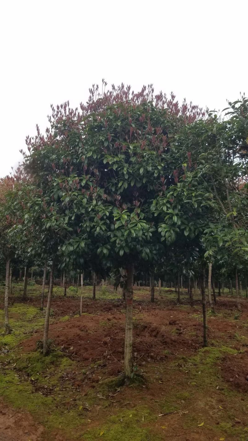 桂花5至7公分大量出售