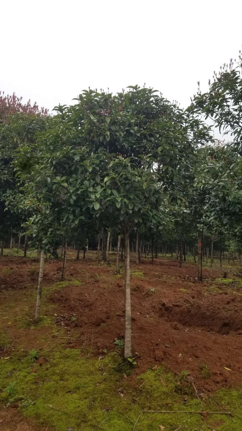 桂花5至7公分大量出售