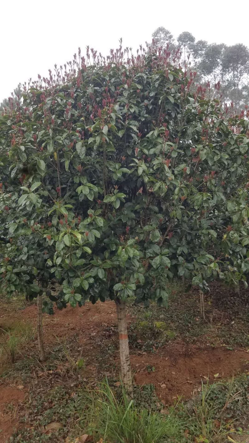 桂花5至7公分大量出售