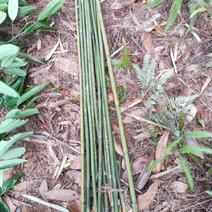 长期供应苦竹子，单竹。产地直销。