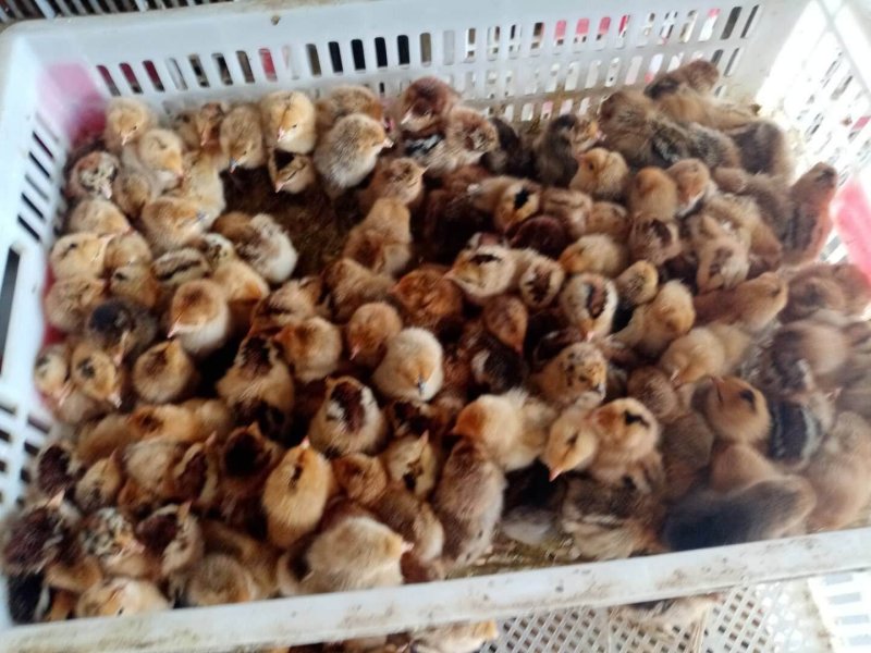 土鸡苗包邮包成活率包疫苗放心养殖欢迎联系