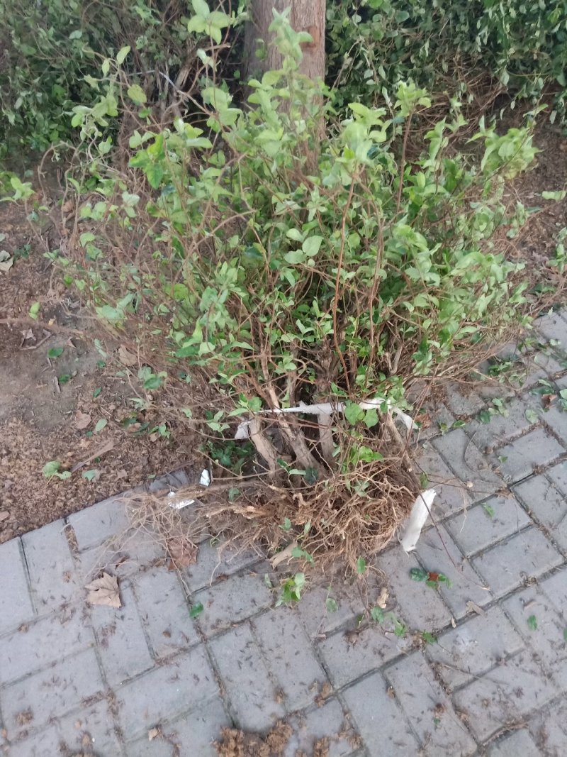 金银花树苗1——10公分大量供应保证质量