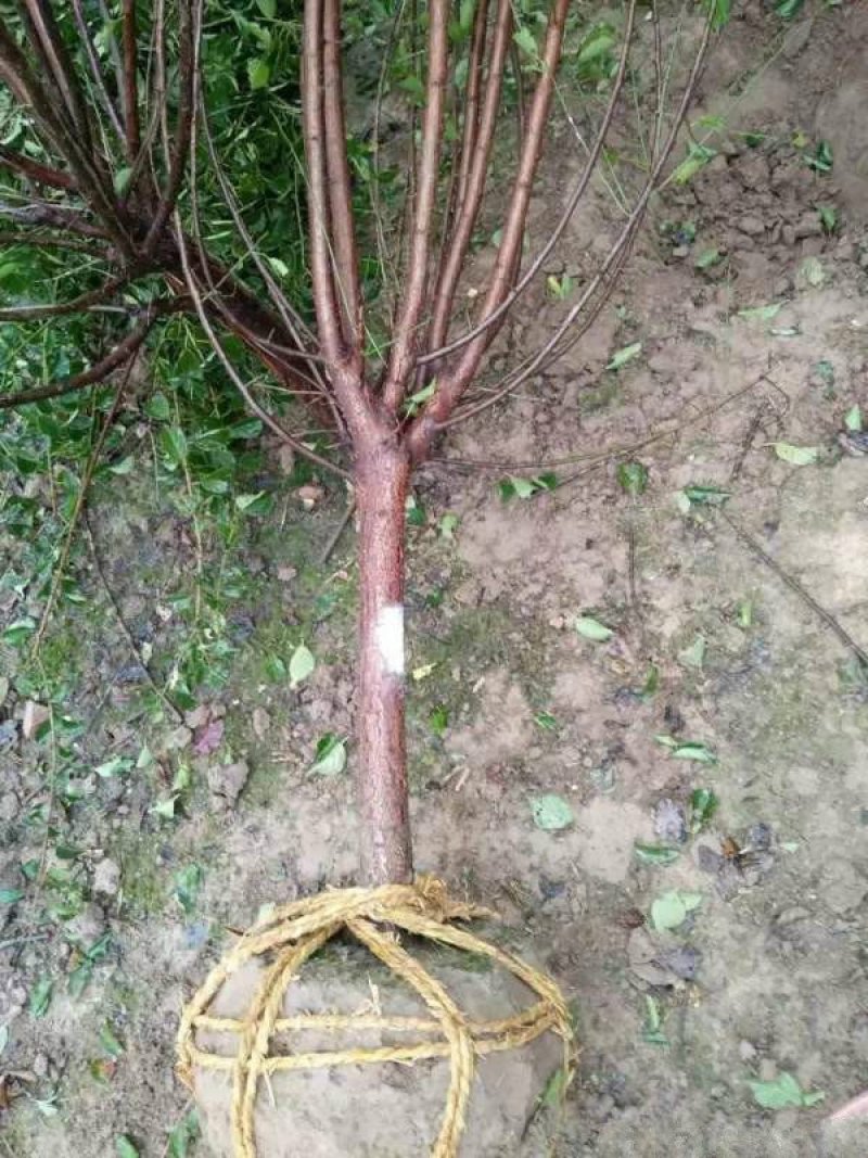 红梅常年批发供应价格优惠基地大量销售