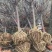 红梅常年批发供应价格优惠基地大量销售