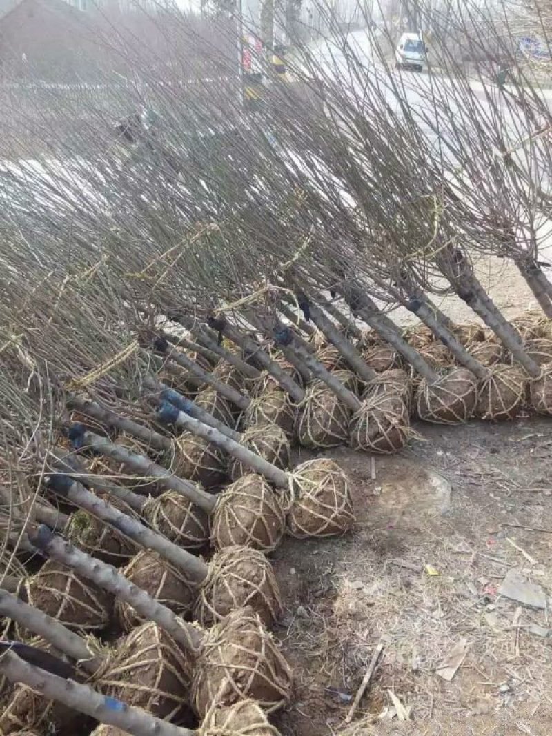 红梅常年批发供应价格优惠基地大量销售