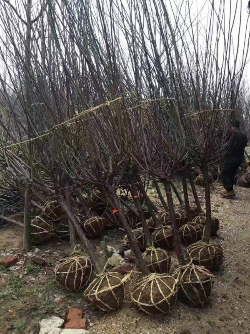 红梅常年批发供应价格优惠基地大量销售