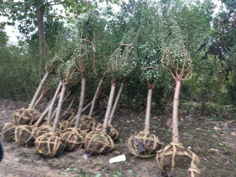 红梅常年批发供应价格优惠基地大量销售