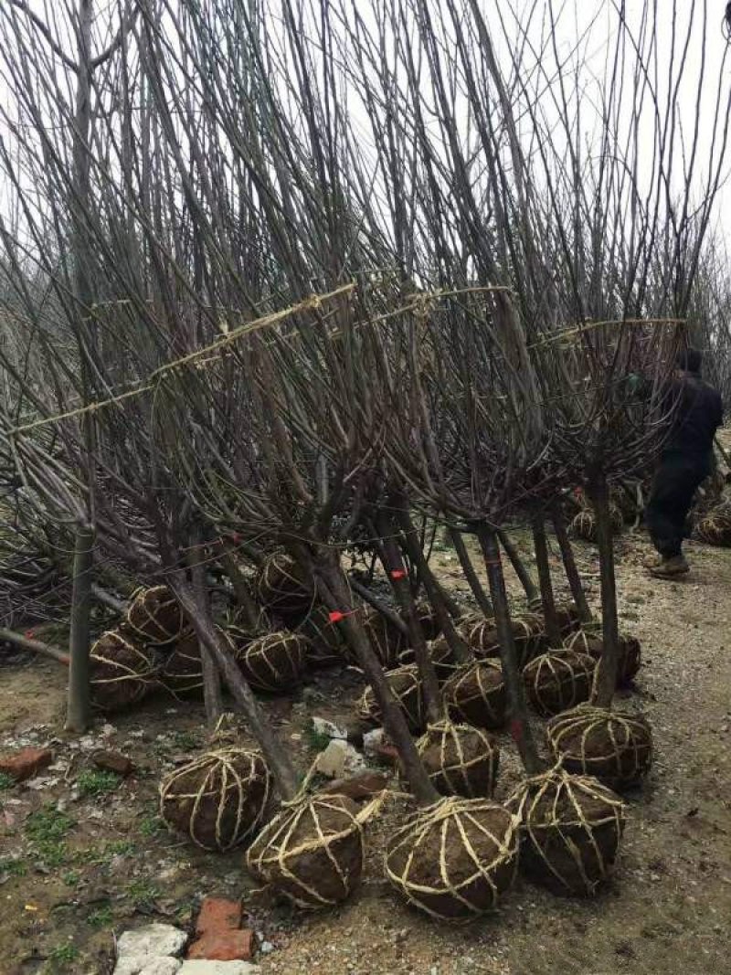 红梅常年批发供应价格优惠基地大量销售