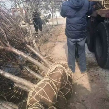 红梅常年批发供应价格优惠基地大量销售