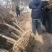 红梅常年批发供应价格优惠基地大量销售