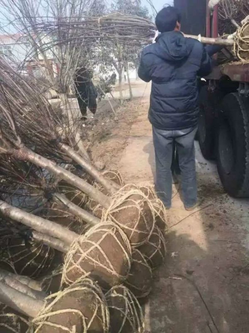 红梅常年批发供应价格优惠基地大量销售
