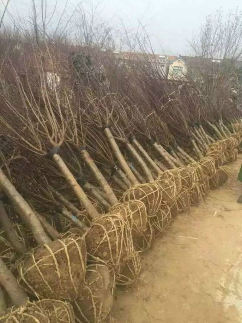 红梅常年批发供应价格优惠基地大量销售