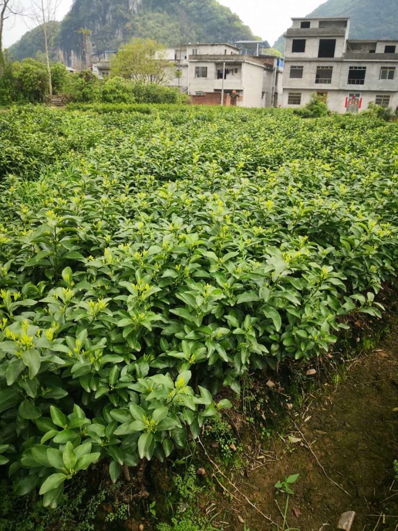 沙糖桔苗
