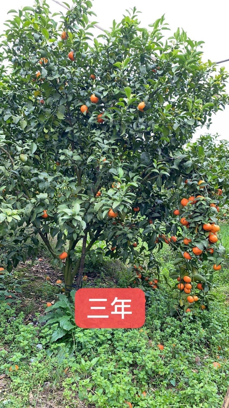 沙糖桔苗