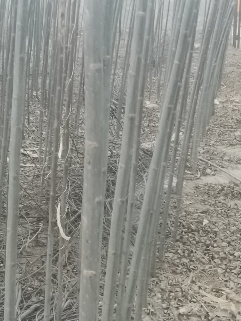 出售柳树