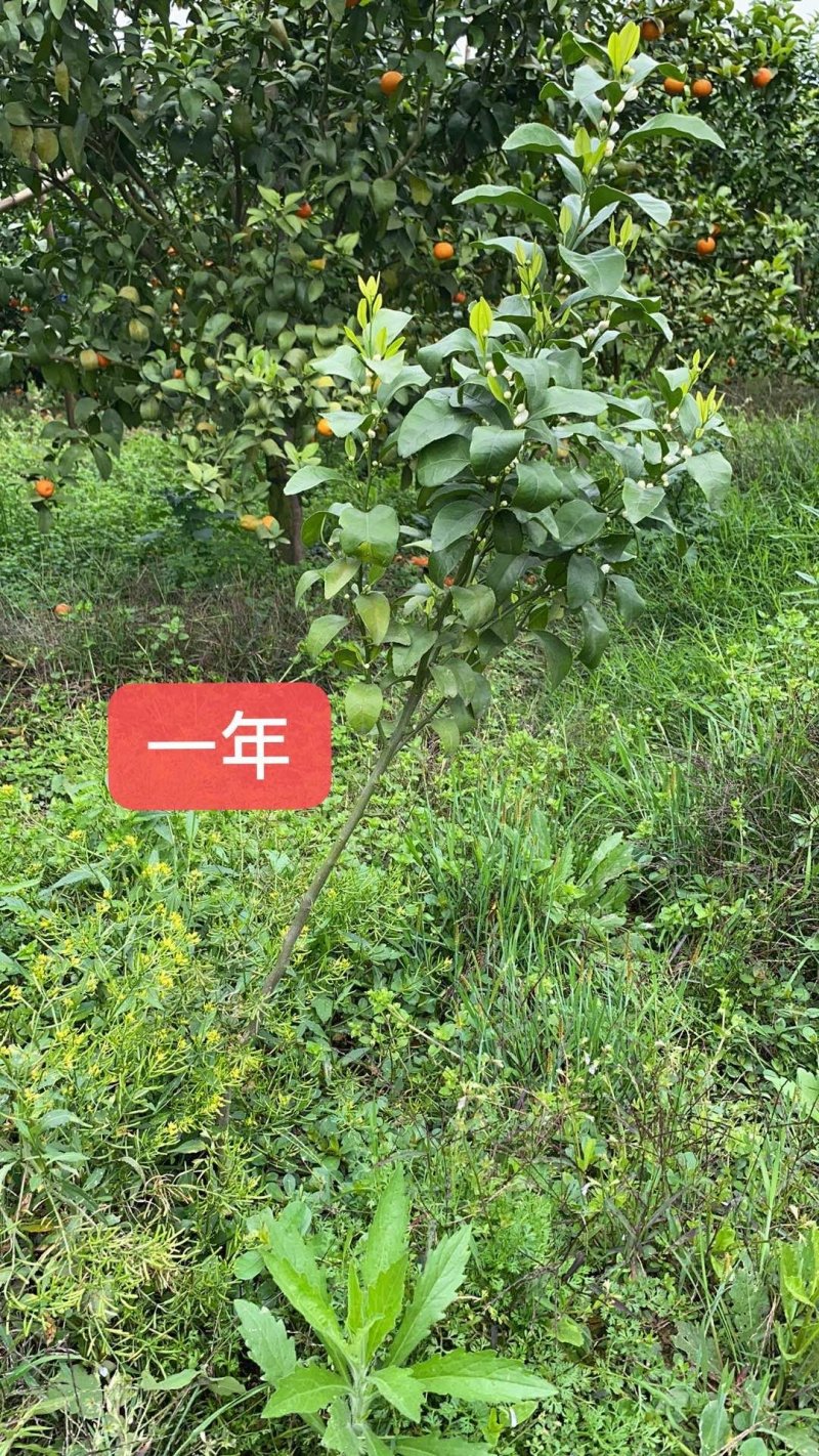 沙糖桔苗