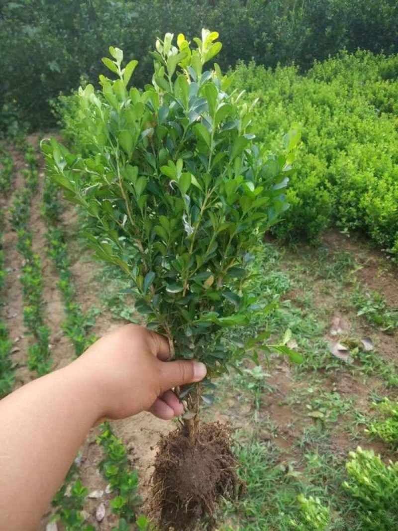 小叶黄杨球常年批发供应价格优惠