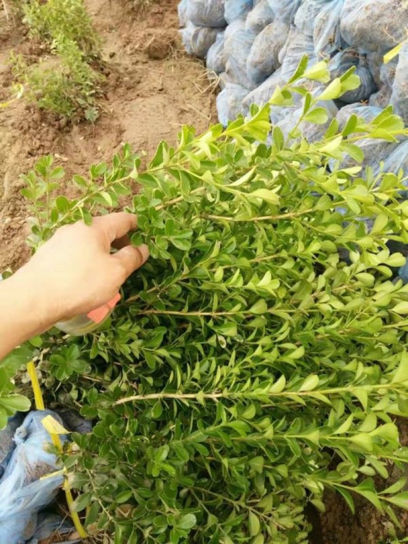 小叶黄杨球常年批发供应价格优惠