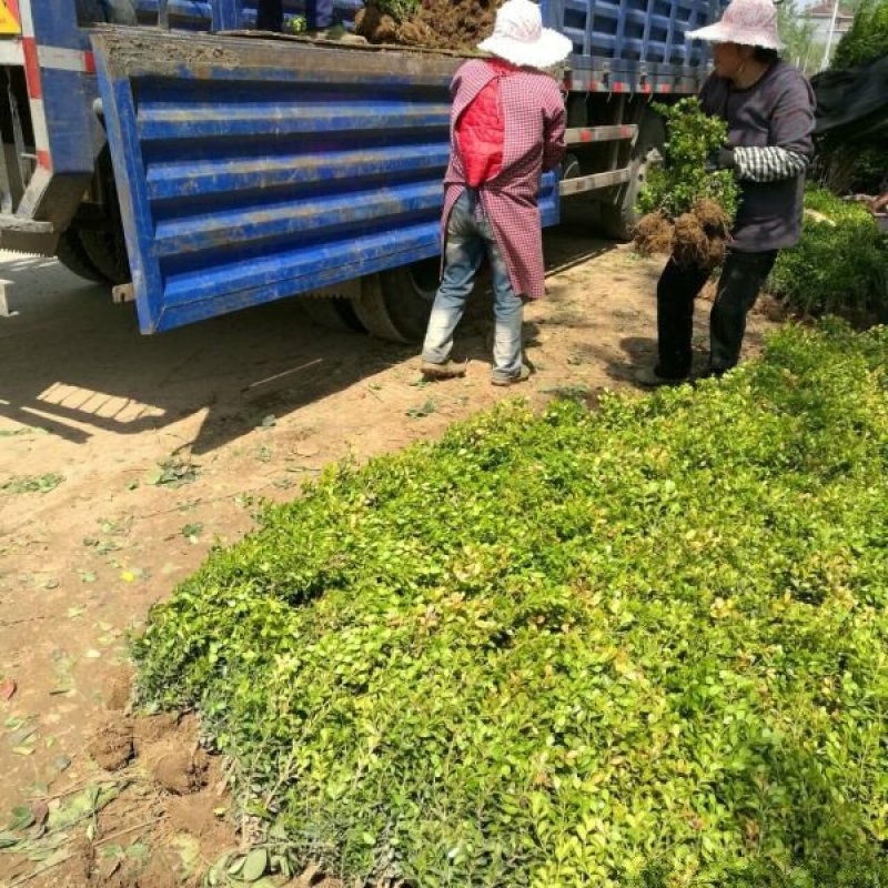 小叶黄杨球常年批发供应价格优惠