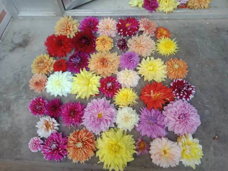 甘肃定西大丽花种球种苗绿化观赏切花庭院盆栽