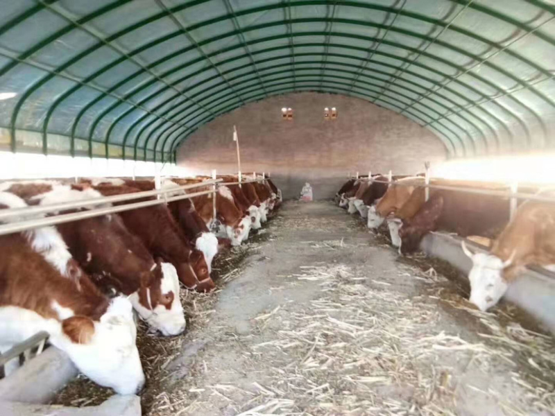 养殖大棚种植大棚养鸡大棚养猪大棚支持订做