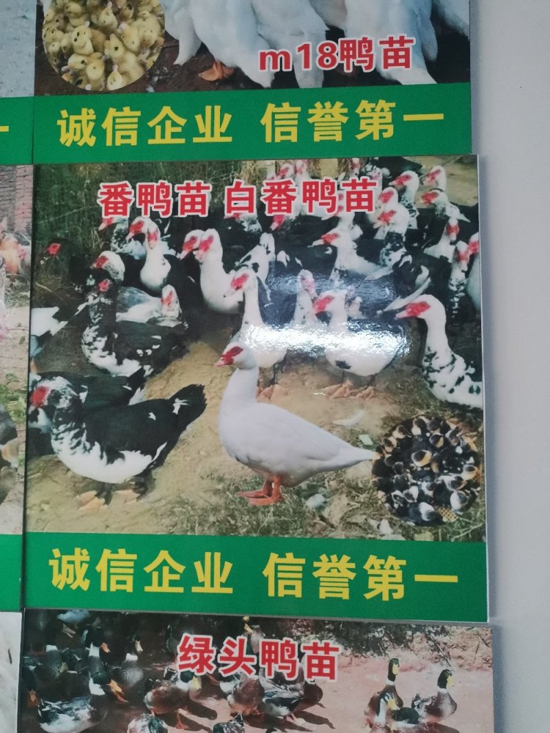 五黑鸡苗，存活率高，养得好，正宗五黑一绿鸡苗
