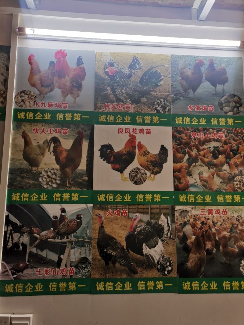 一点头鸭苗，存活率高，养得好，正宗一点头。M18