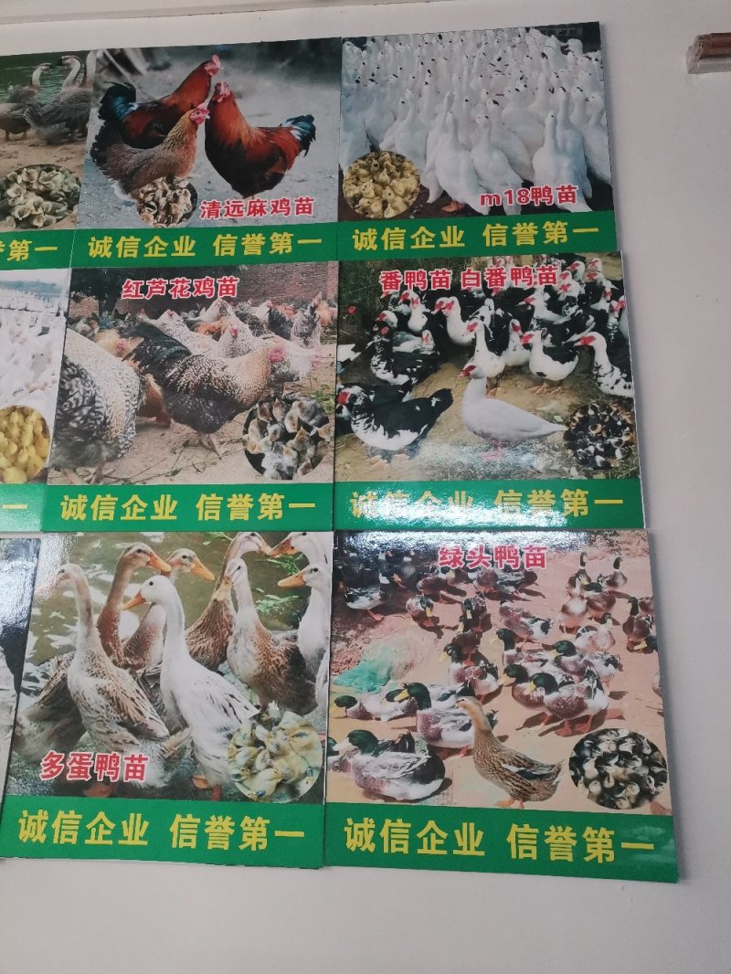 一点头鸭苗，存活率高，养得好，正宗一点头。M18