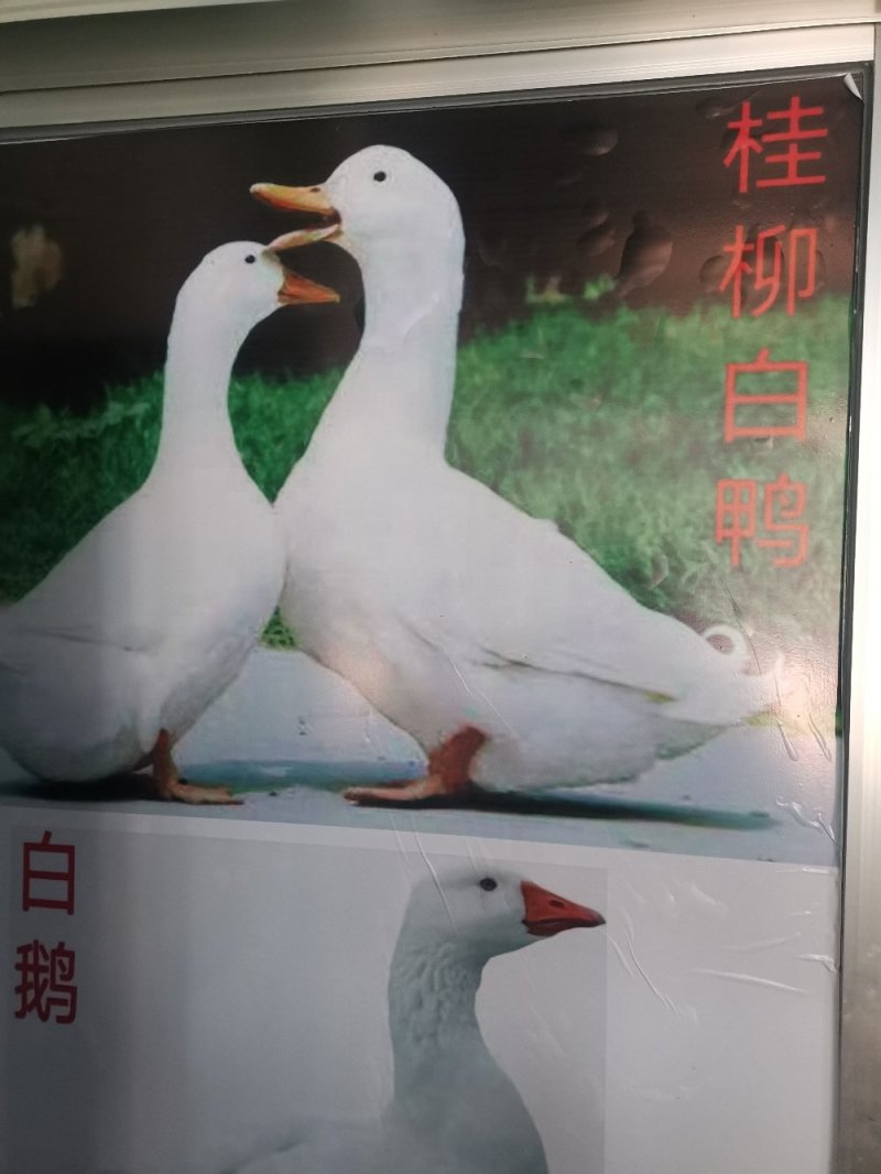 桂柳白鸭苗，存活率高，养得好，正宗白鸭苗