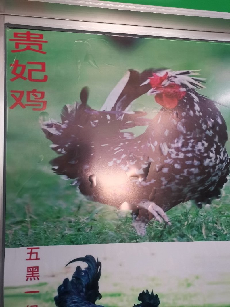 桂柳白鸭苗，存活率高，养得好，正宗白鸭苗