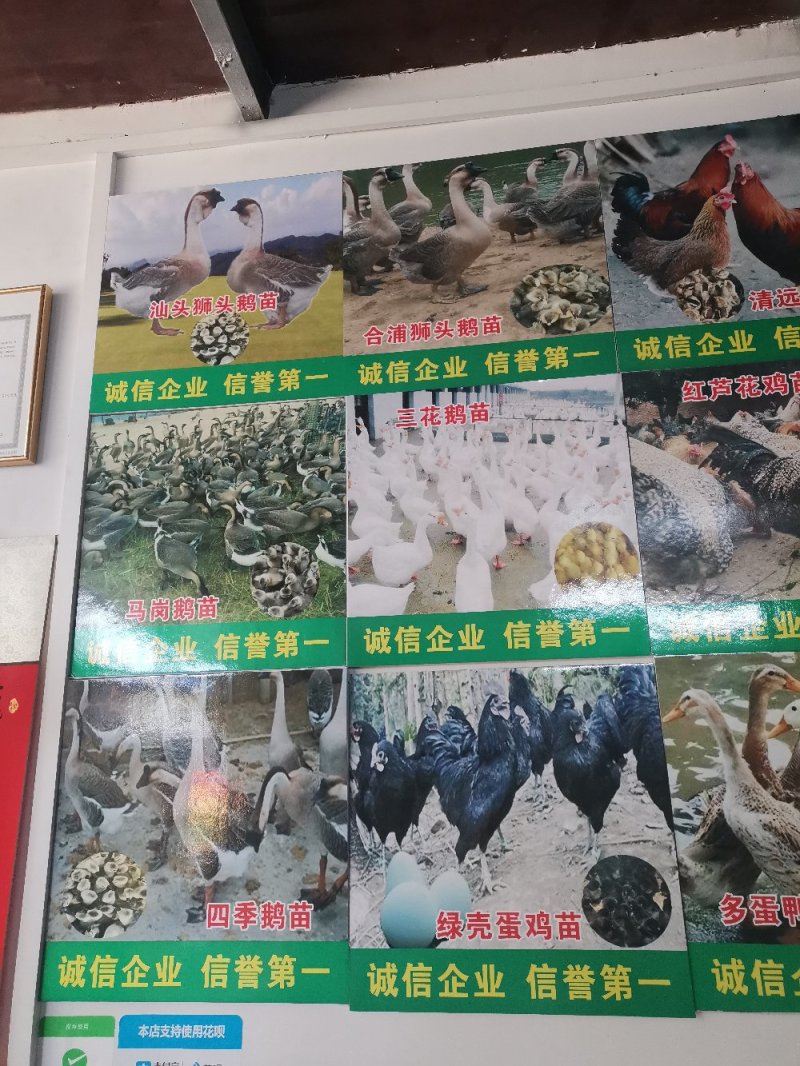 桂柳白鸭苗，存活率高，养得好，正宗白鸭苗