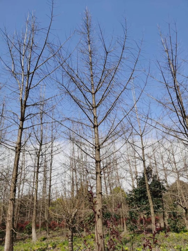 四川银杏苗西南银杏基地低价供应欢迎来电咨询