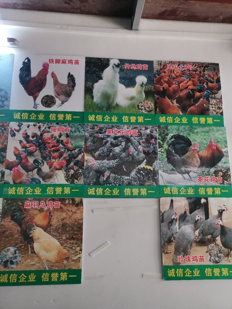 土鸡苗，存活率高，养得好，各种优质土鸡苗